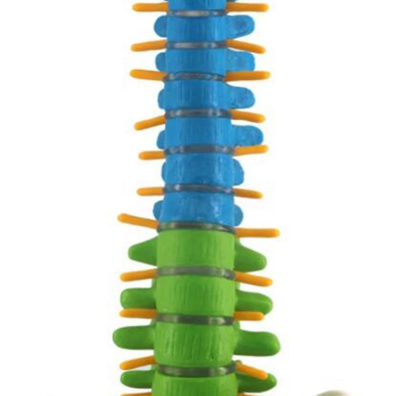 45Cm Pelvic Human Anatomical Anatomy Spine Spinal Column Model Teaching Resources for Students
