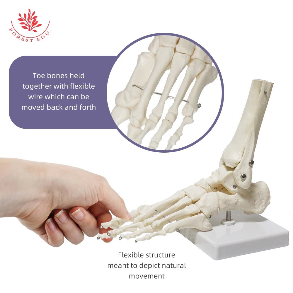 Human Skeleton Model FRT027 Simulation 1:1 Life Size High Quality Foot Joint Model Anatomy Biological Bones Medical Science