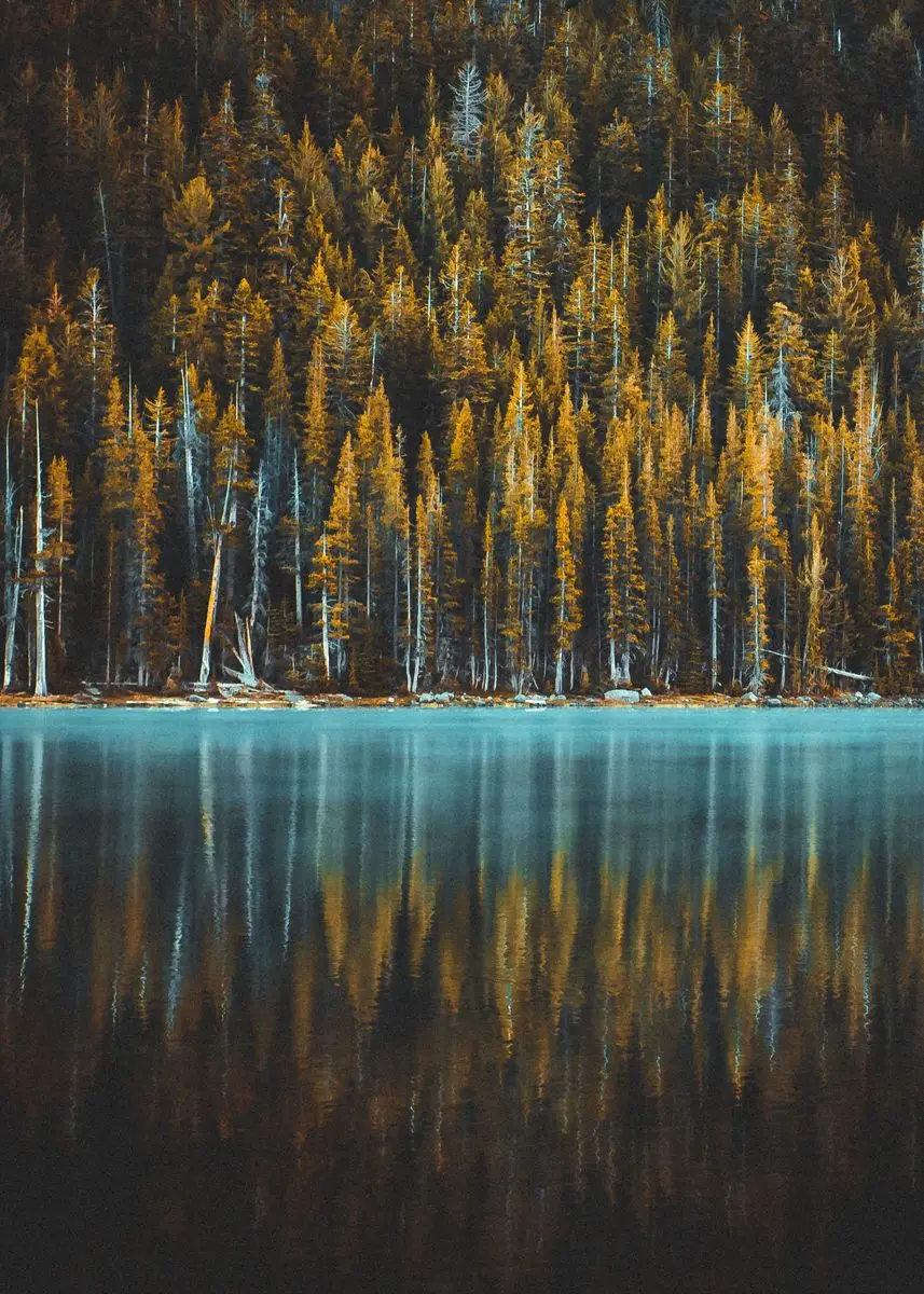 Enchanting Dark Green Forest Landscape Canvas Wall Art