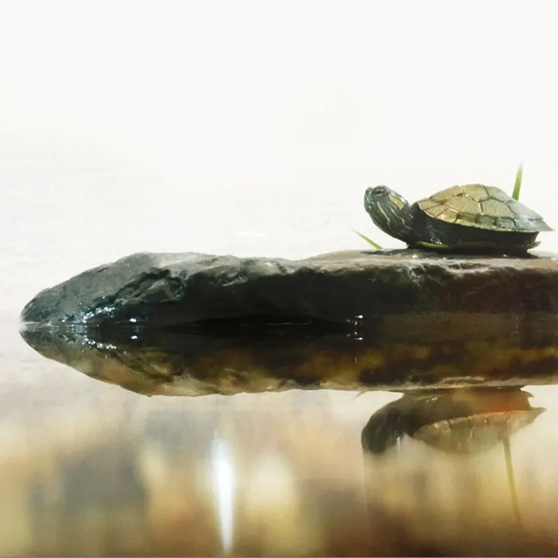 Terrarium Turtle Accessories 3