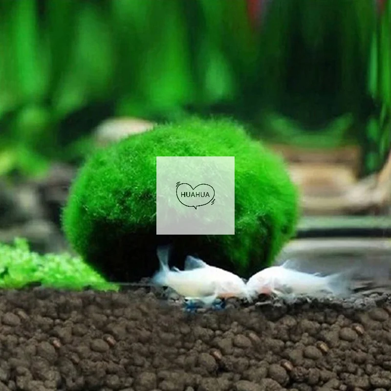 3-4cm Marimo Moss Balls Live Aquarium Plant Algae Fish Shrimp Tank Ornament Simulation Green Algae Balls Artificial Plant