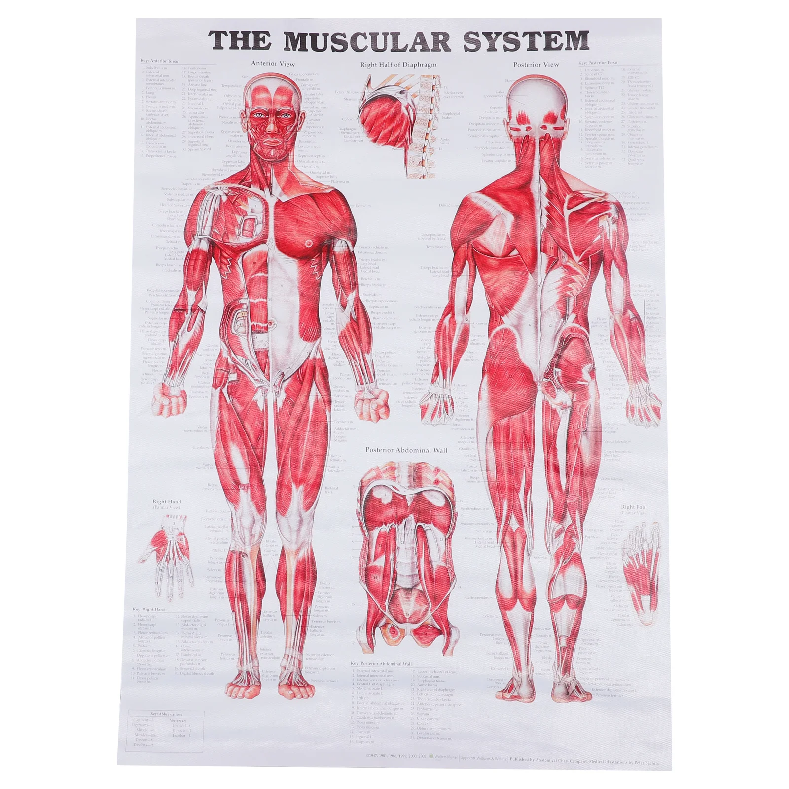 

Human Anatomy Chart Body Poster Muscular System Medical Teaching Anatomical Wall