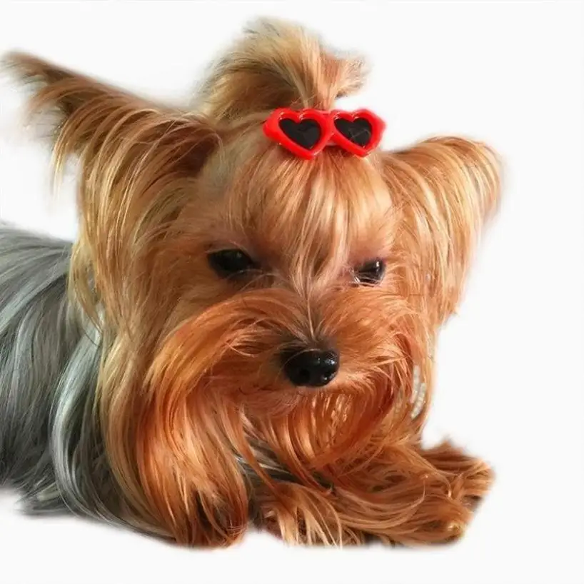 5 Pcs Random Small Size Heart-shaped Sunglasses Simulated Resin Heart-shaped Glasses DIY Accessories Dolls Pets Dog Accessories