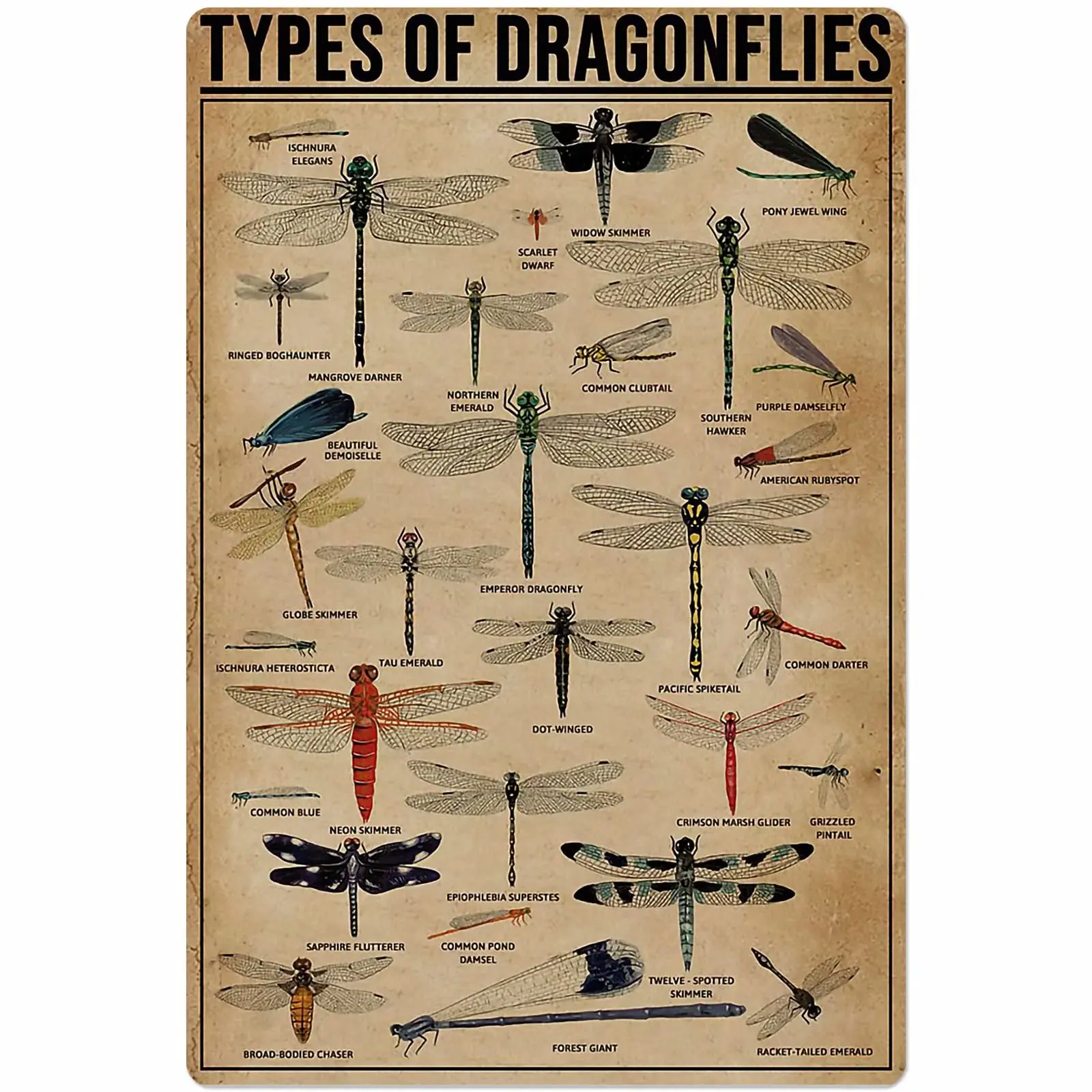 

Funny Metal Tin Sign Types of Dragonflies Tin Sign Knowledge Poster School Farm Garden Museum Tin Sign Chic Art Wall Metal Decor