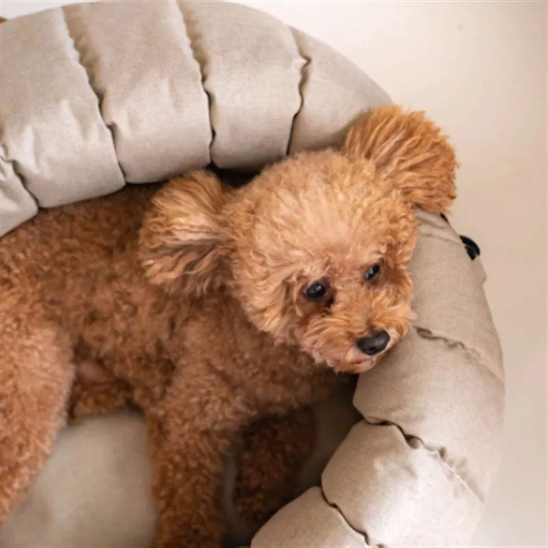 Dog Carrier Bag - Car Seat Cover For Dog 2 In 1
