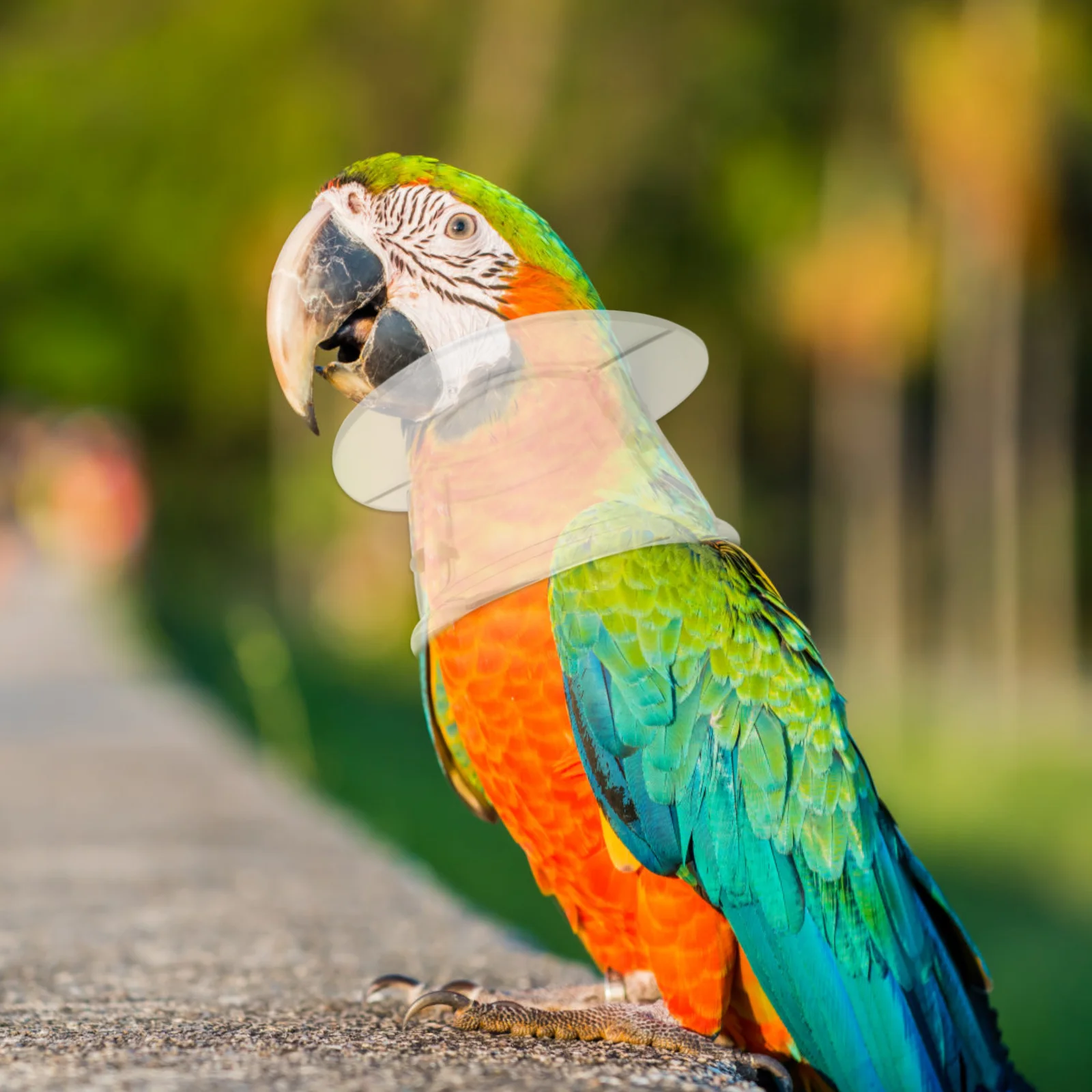 

Bird Supplies Pet Parrot Anti Bite Collar Anti Grab Lick Wound Healing Safety Practical Neck Cover Recovery Collars