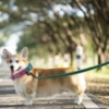 1.5M 2M 3M 15M Medium small Long Dog Leash 10M Latex Silk Easy and Convenient Light Training Big Dog Leashes 5 meter 5