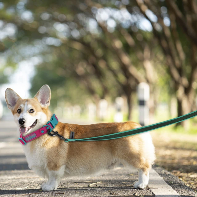 1.5M 2M 3M 15M Medium small Long Dog Leash 10M Latex Silk Easy and Convenient Light Training Big Dog Leashes 5 meter 5