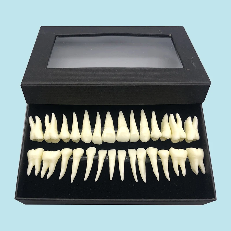 

Full Mouth Dental Oral Monochrome Permanent Tooth Model with Root Simulated