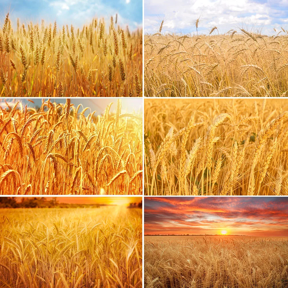 Goldene weizens pitzen gras ernte thema sonnen untergang reife weizenkorn ernte saison blauer himmel bewölktes fotografisches banner für fotostudio