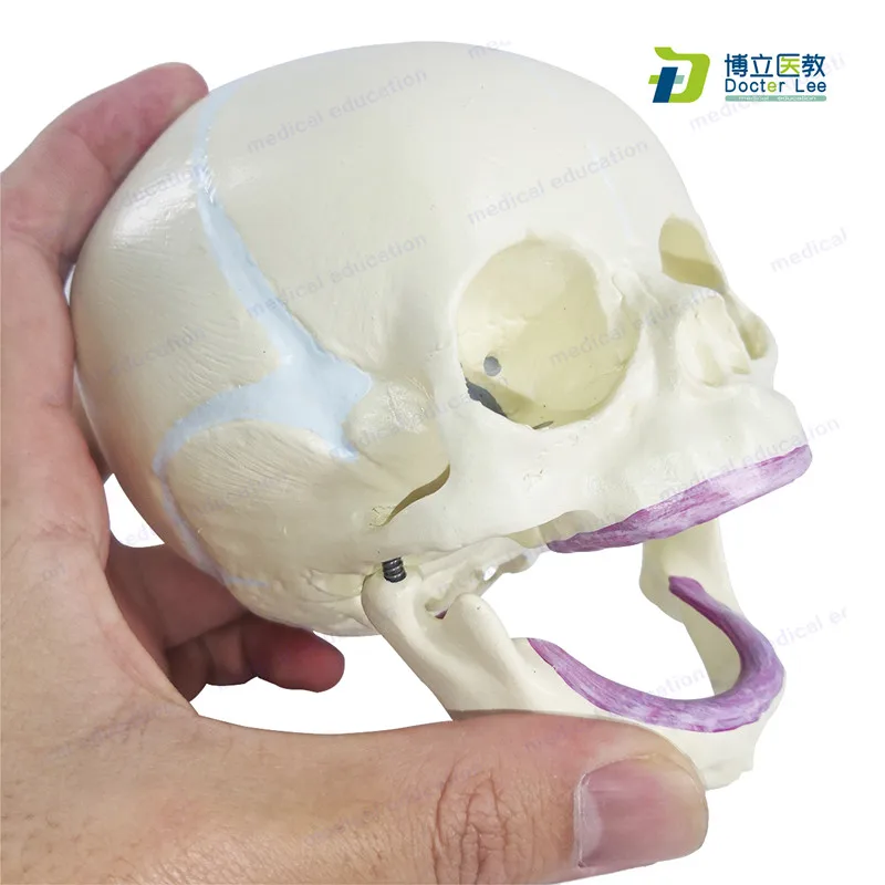 Human Foetal Skull Model Plasitc Baby Skeleton Skull Model for Medical Science Students Learning