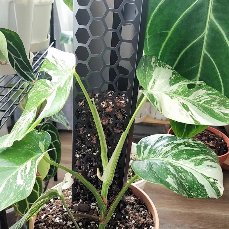 Plastic Plant Supports Plastic Moss Pole 3 Pcs Plant Stakes Extending For Training Indoor Climbing Plants Such As Monstera to Grow Upwards Plant Stakes Plant Climbing Support Plant Stem Support Plant Support Stick
