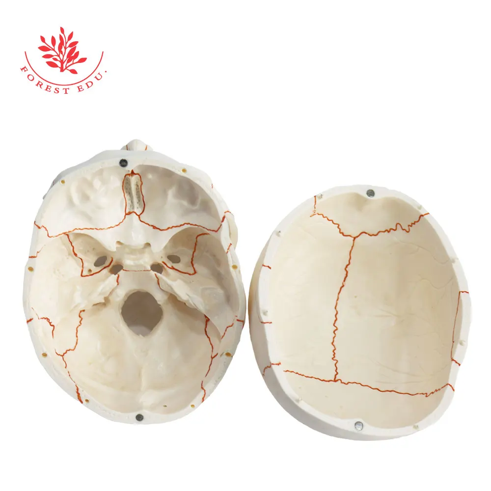 Human Skeleton FRT020 Life Size Model Suture Line Signed Medical Science Educational Tools Skull Anatomical Model