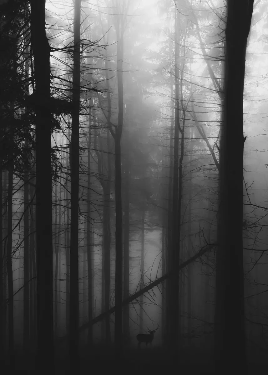Enchanting Dark Green Forest Landscape Canvas Wall Art
