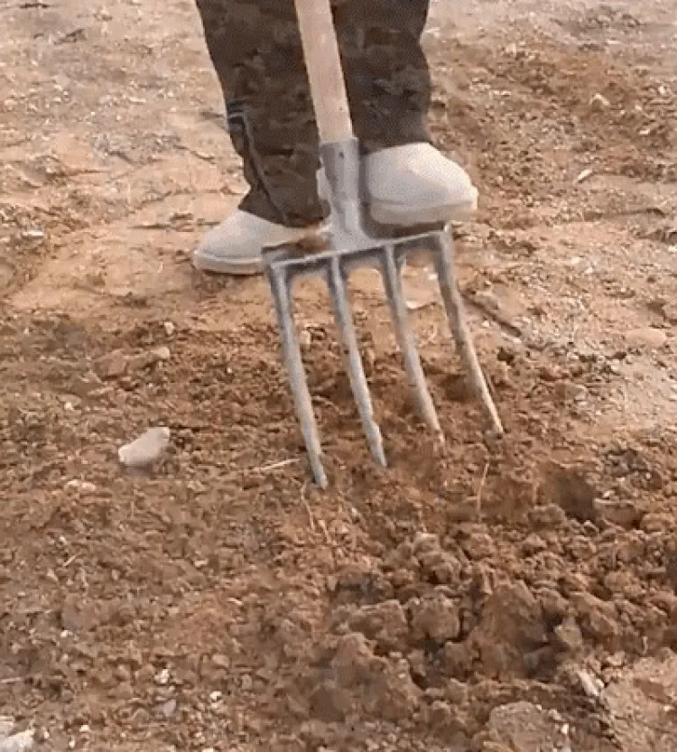 Einteilige Vierzackige Stahlgabel für Gartenarbeit und Graben, Vierzackige Verstärkte Manganstahlgabel, Unkrautjäten und Rasenpflege, Landwirtschaft – Detail 5