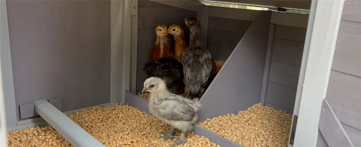 DUCK COOP