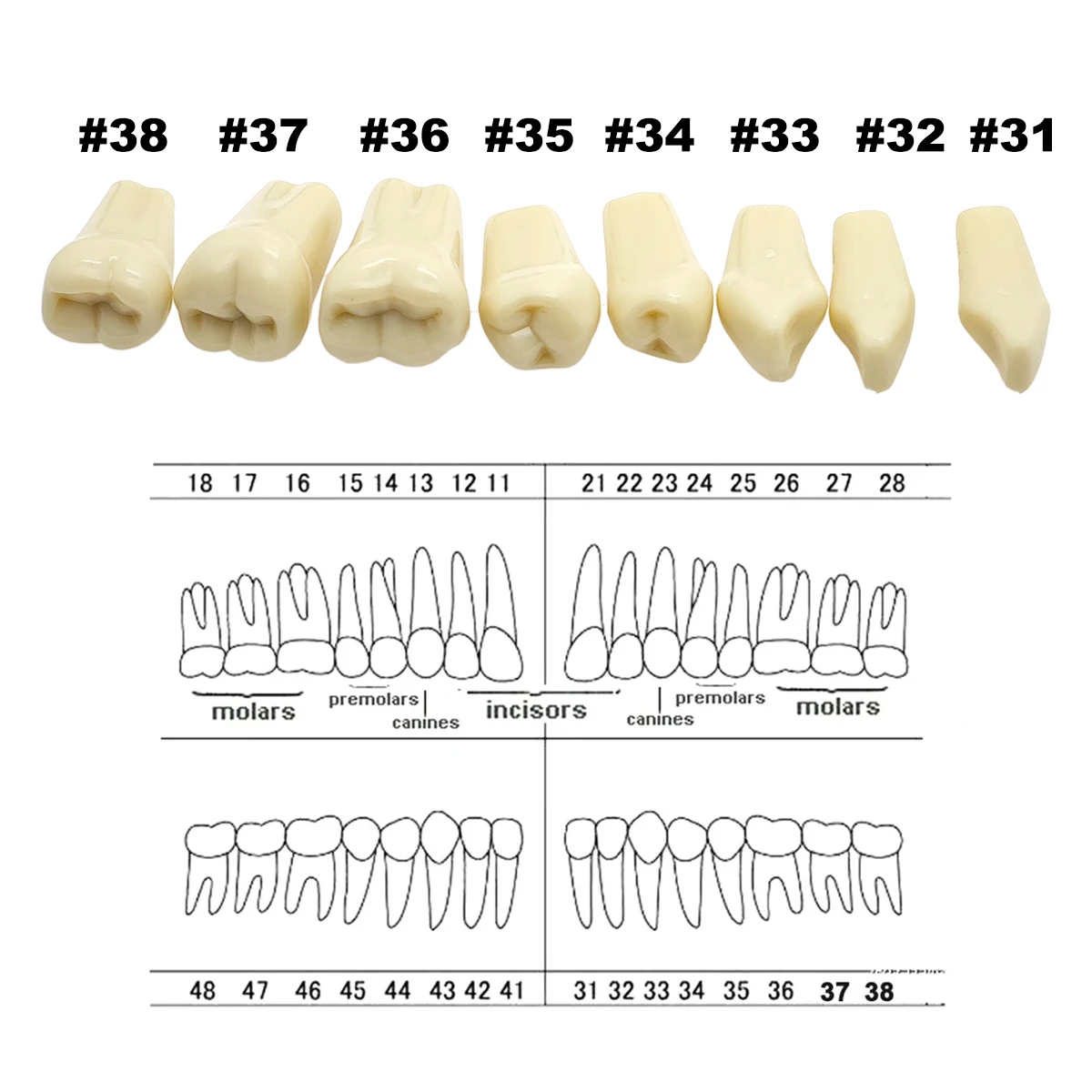 Frasaco A3 치아 모델 적합, 치아 입자 교체, 치과 준비 훈련, 32 개