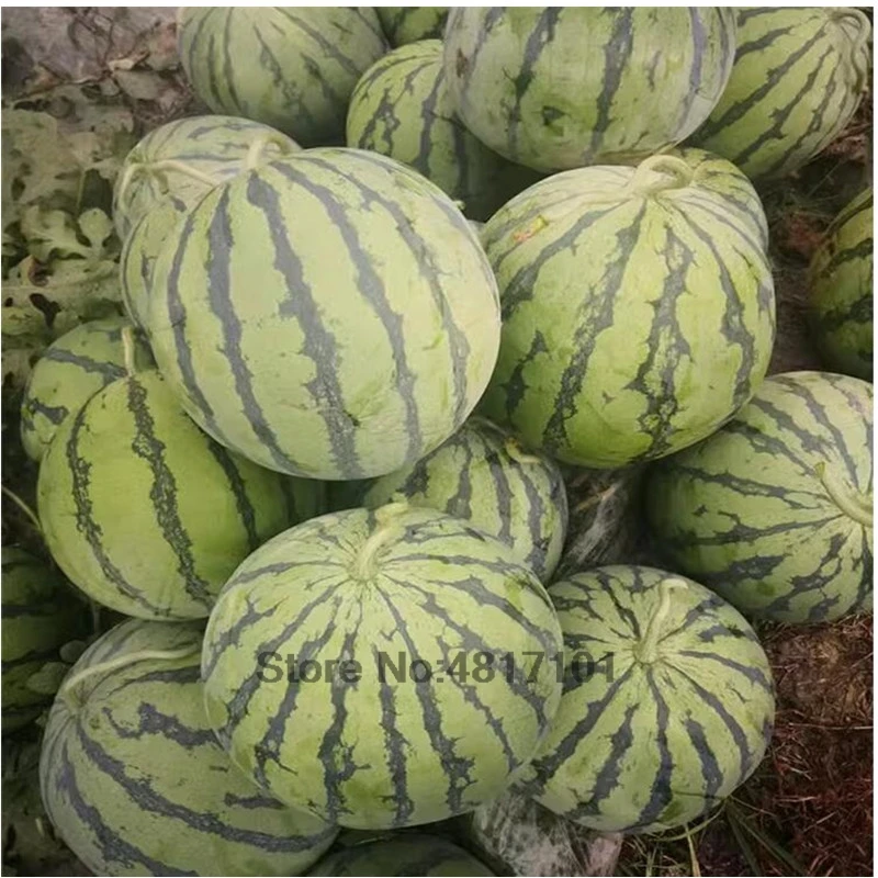 Plant Fertilizer 30g Watermelon melon amino acid water-soluble foliar fertilizer Rooting flowering fruit expansion sweetness yield increase