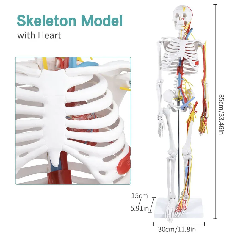 Anatomical Model 1/2 Life Size 85cm Human Skeleton Include Nerve Blood Vessels,Heart Medical Science Teaching Resource