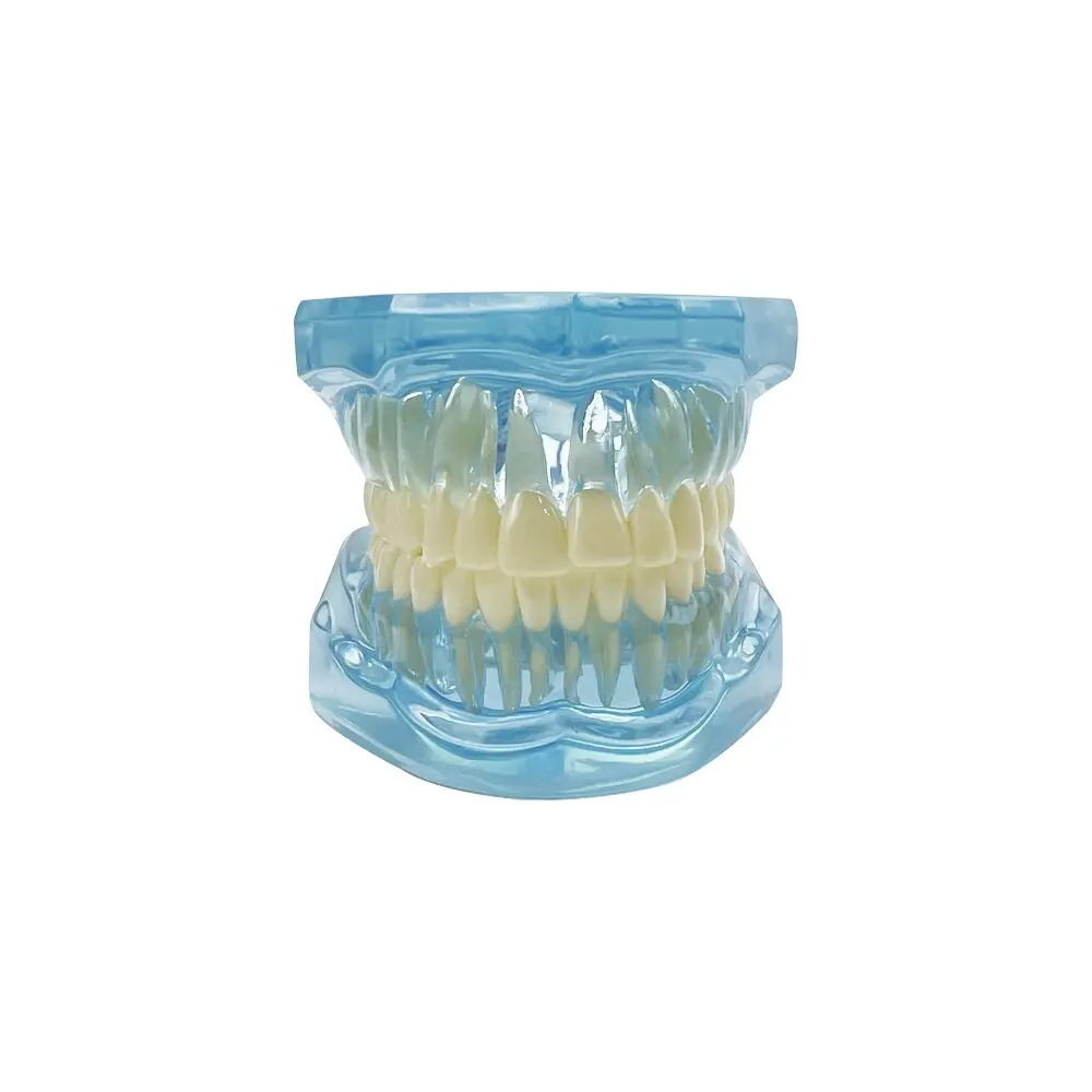 Advanced Dental Anatomy Teaching Model for Educational Demonstration