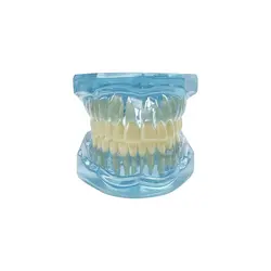 Advanced Dental Anatomy Teaching Model for Educational Demonstration (Blue)