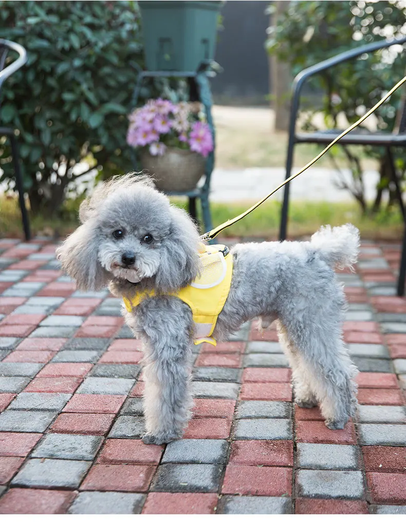 A small grey poodle wearing a yellow harness, resembling a flying bee.