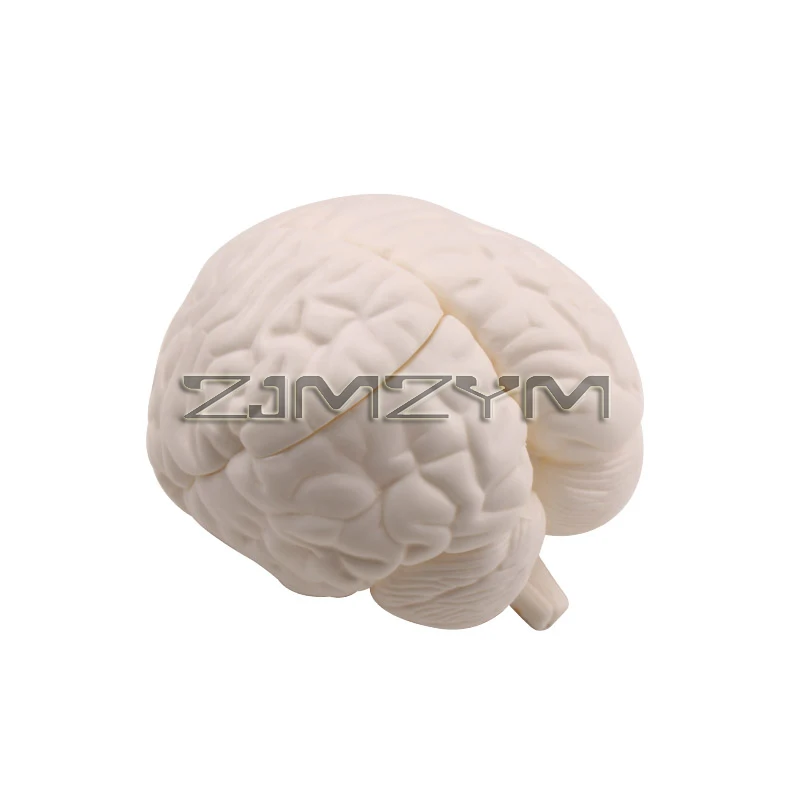 

Brain Model Life Size Anatomy Model For Science Classroom Study Learning & Lab Teaching Display DIY