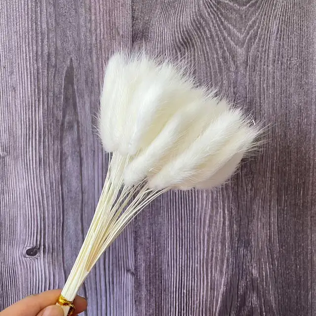 3540cm 50pcs Dry Bunny Tails Grass ,dried Natural Flowers Rabbittail