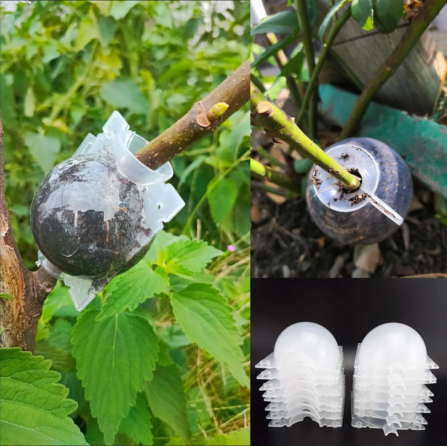 Plant Rooting Box Plant Rooting Pot 10/20pcs fruit Plant tree Rooting Ball Root box plastic case propagation Box Grafting Rooter Growing High-pressure breeding ball