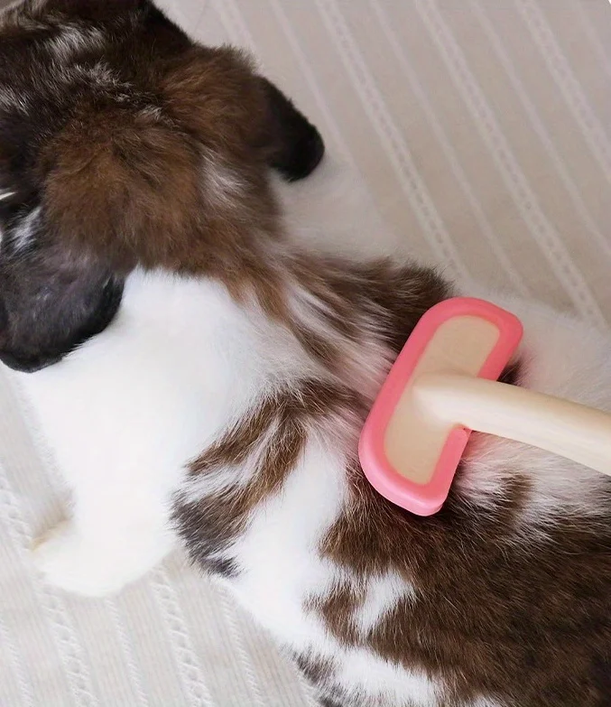 moment de soin et de complicité avec votre lapin
