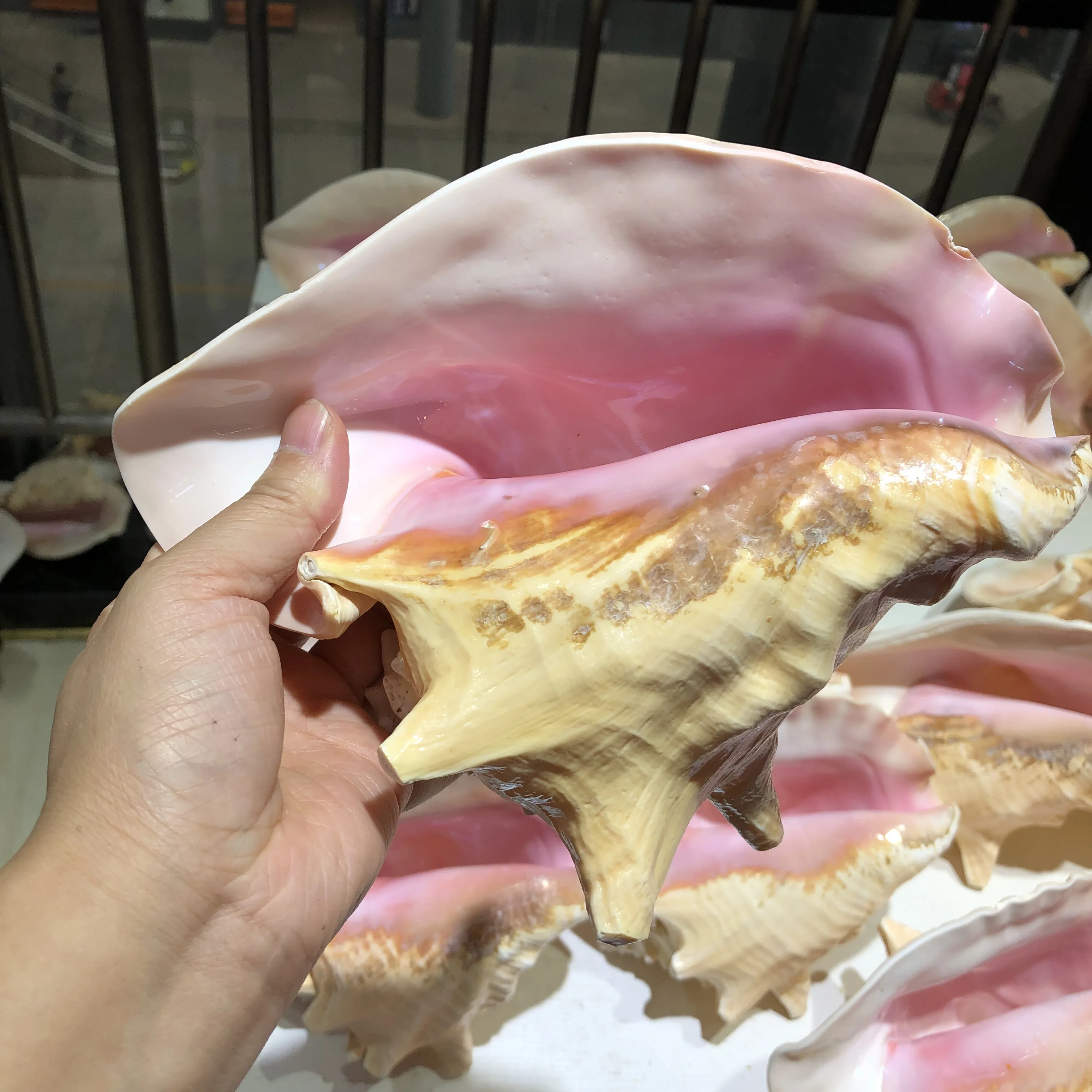 

1 шт. Fengbaowu натуральная ракушка королева ракушка образец орнамент украшение для дома модные украшения подарок для женщин