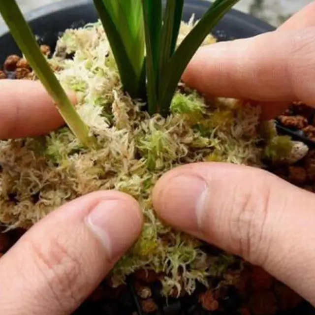 12L Sphagnum Moha Hidratáló Tőzeg Száraz Táplálkozás Szerves Műtrágya Segítetlen Tenyésztési Talaj Az Orchideahoz - Image 4