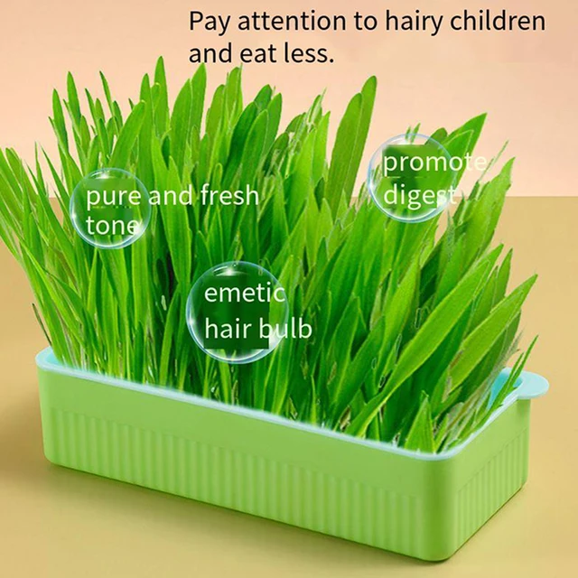 1 Db Macska Menta Ültetési Hidroponikus Doboz Füves Hajtások Termelő Tálca Snack Edény Kontrasztú Macskafű Tál - Image 4