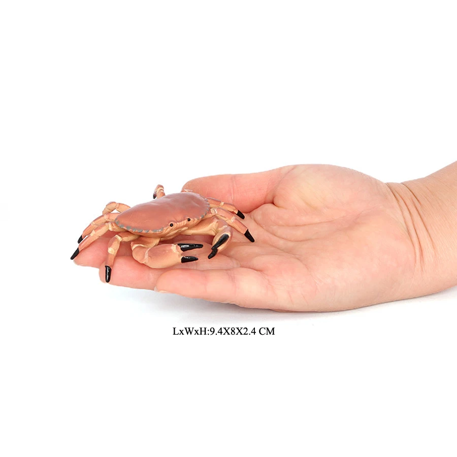 Realistische Ozean Tiere Einsiedlerkrebs Kokosnuss Krabbe Fiddler Krabbe Meer Leben Modell Action-figuren Meerestiere Spielzeug Für Home Decorati – Detail 24
