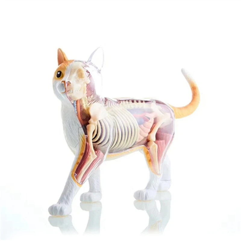 

Animal Organ Anatomy Model 4D Cat Intelligence Assembling Toy Teaching Anatomy Model DIY Popular Science Appliances Easy To Use