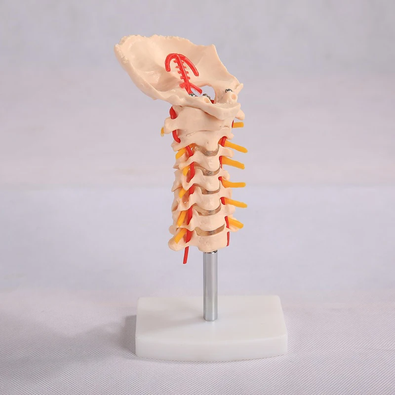 Chinon Human Spine Lumbar Vertebrae Cervical Pelvis Skeleton Model Medicine Student Medical Science Teaching Sources Supply