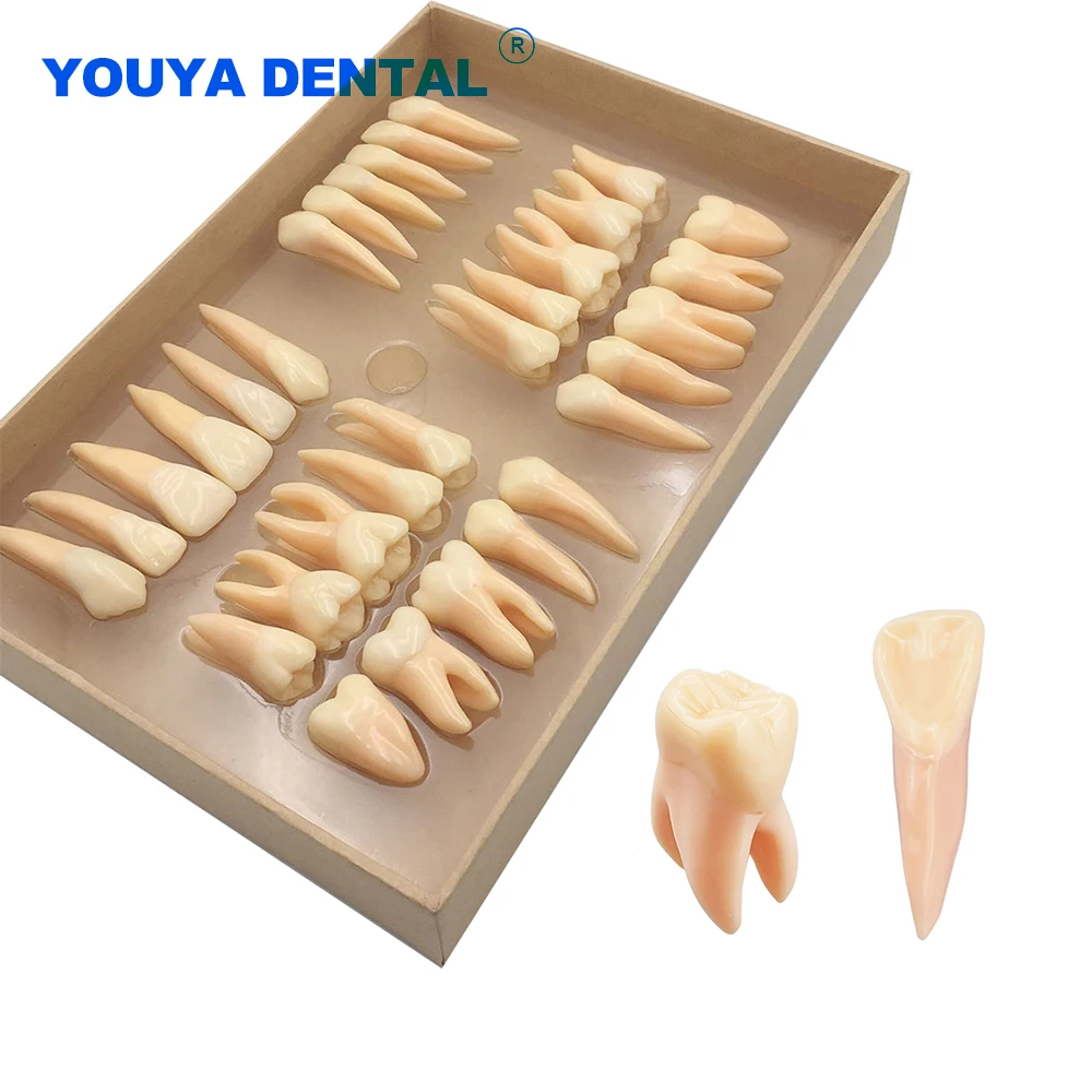

1set/32pc Permanent Teeth Model 2.5 Times Prosthodontics Dental Teeth Model Dentistry Dental Teaching Odontologia Models Supplie