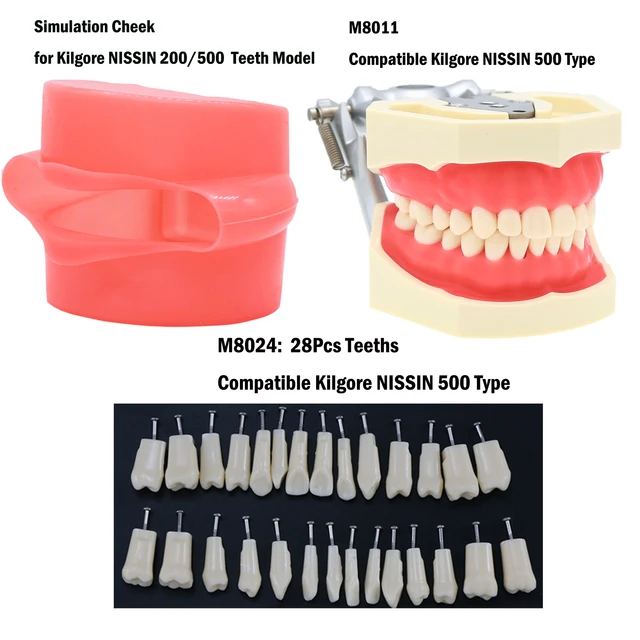 Nissin Dental 28pcs Teeth Dental Model Standard Teeth Model