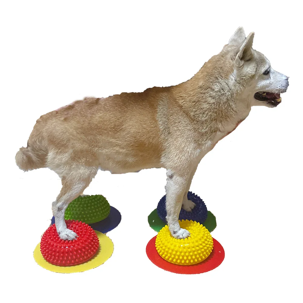 반려동물 민첩성 훈련 용품, 반려견 두리안 공, 반구 신경 균형, 근육 위축 수술, 무릎 슬개골 L 