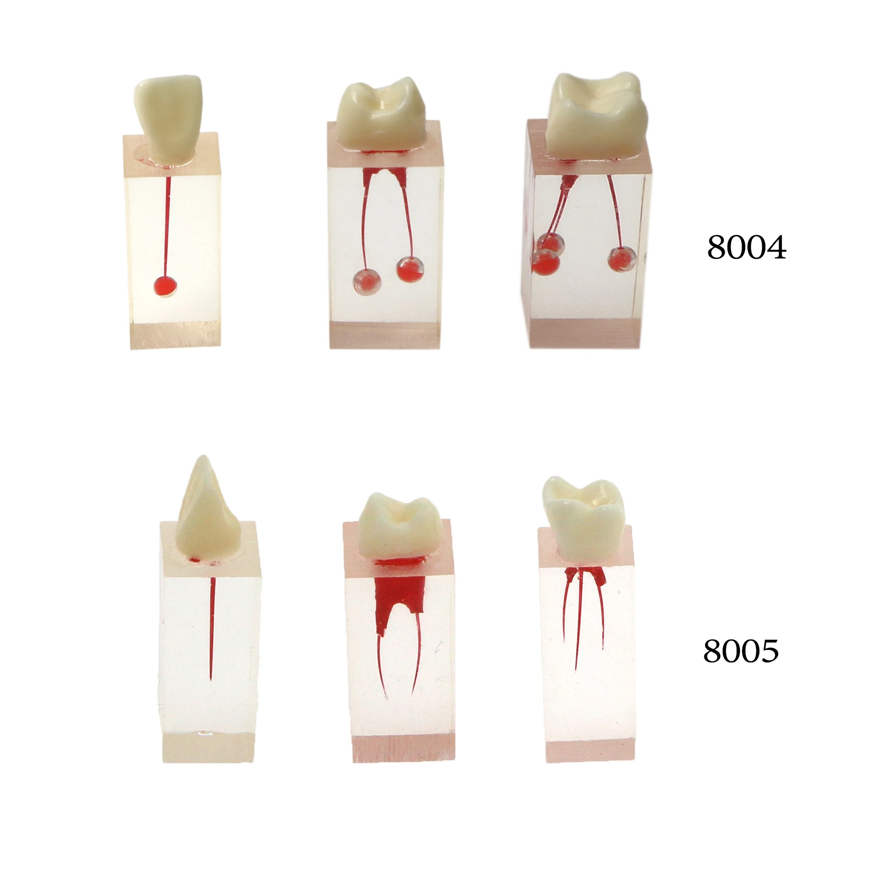 

Dental Practice Pulp Cavity Study Endo Root Canal Teeth Models Block RCT