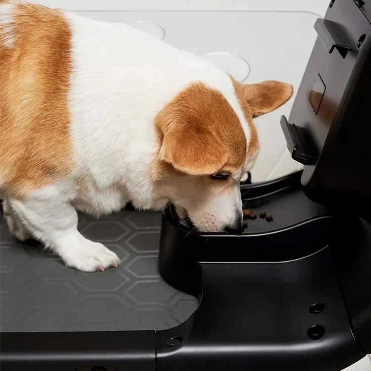 Dog treadmill