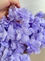 Lavender purple
