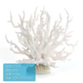 White Coral