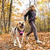 Harness Dog Chest Reflective Safety Adjustable Dog Training Collar 5