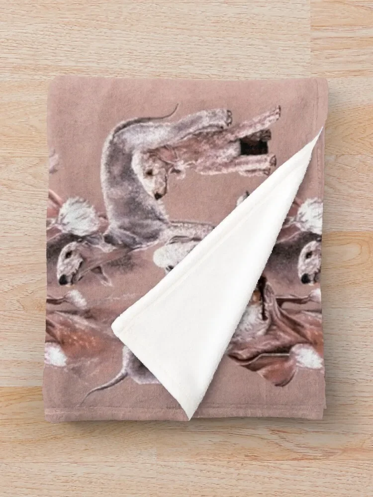 Bedlington �׸��� ���������� ������ ���, �����̳� ���, ķ�� ���