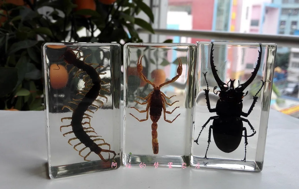 

Resin ornament insect specimen cockroach beetle grasshopper golden turtle primary and secondary school biology