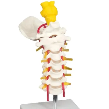 Cervical Vertebra Anatomy Model 1
