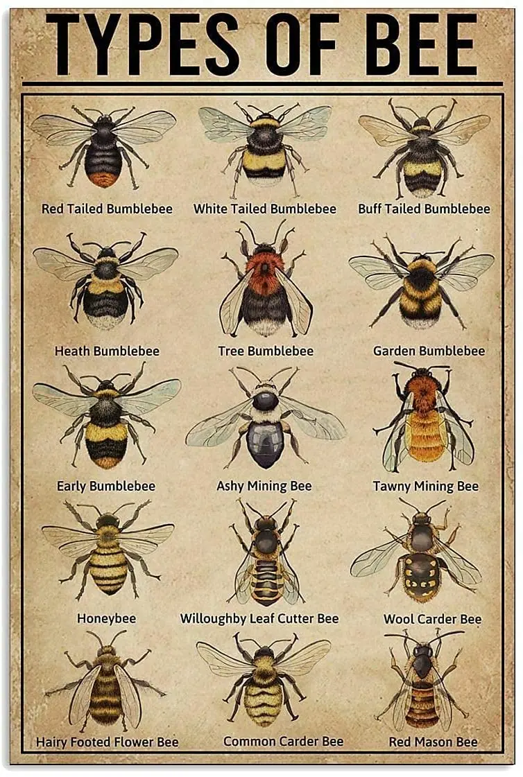 

Types of Bee Retro Nostalgic Art Print Poster Tin Sign Cafe Bar Metal Sign Garage Plaque 12x16 Inches