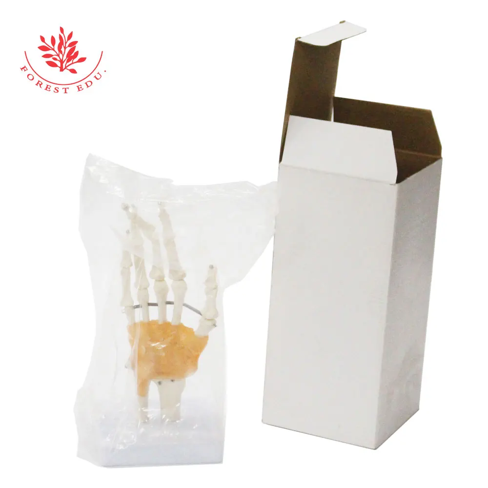 Human Hand Joint Model FRT031 Include Ligaments and Base 1:1 Life Size Patient Education Medical Science