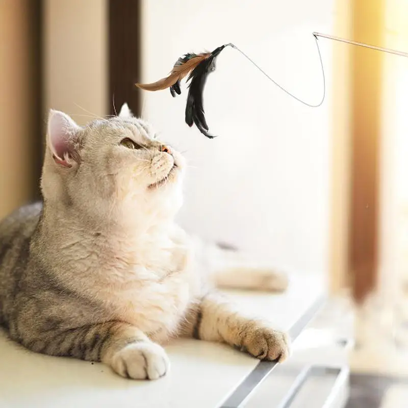 

Pcs Pet Cat Toy Fishing Rod Retractable Feathers Funny Cat Pole With Five Replacement Head Pet Interactive Toys For Cats Kitten